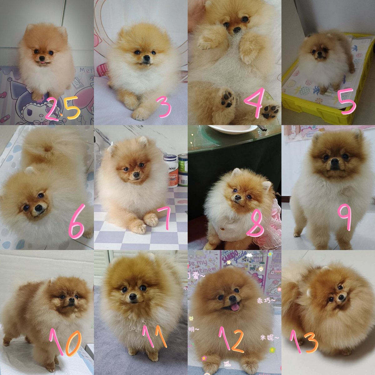 s2te0phe6nrober's tweet photo. My tiny pup turned 6 months today! From wobbly little ball of fur to zooming around the backyard like a tiny tornado—love every messy, growing moment ， https://t.co/Ol2bOLThDX