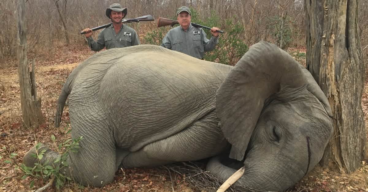 chakravartiiin's tweet photo. Indians save elephant calfs while white people murder them for fun. Truly two completely incompatible cultures. https://t.co/DMDuIITVS1
