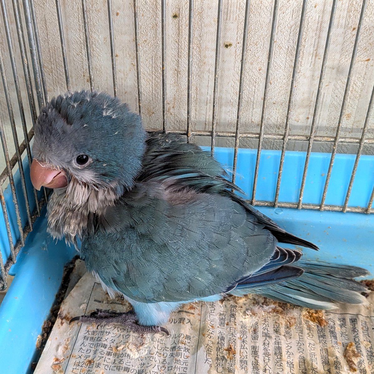 petshopkoike's tweet photo. オキナインコ（ターコイズブルー）入りました。 https://t.co/6eGtcDG8yO