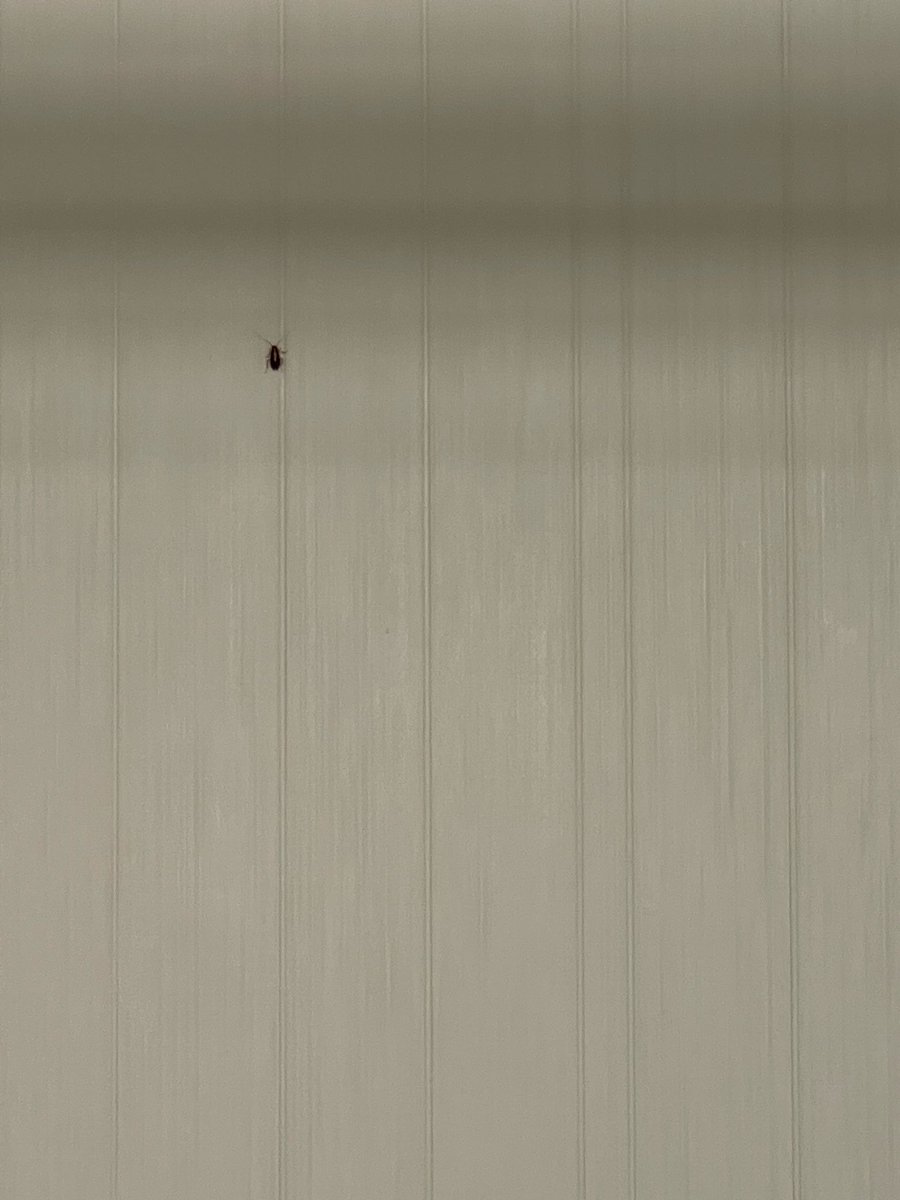 fereira20's tweet photo. When you stay at @MarriottBonvoy @CourtyardHotels  you expect clean rooms and professional service. Sadly, COURTYARD BY MARRIOTT ALEXANDRIA OLD TOWN/SOUTHWEST fell far short: a cockroach was in the bathroom, and the front desk staff was rude and dismissive. Very disappointing. https://t.co/U9RDaJbCWG