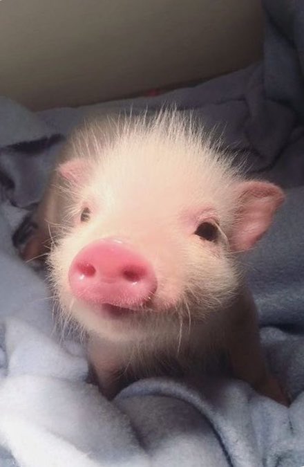 yueuany's tweet photo. รักมุ๋ตี๋ รักมุ๋แคระ 🐽💘 https://t.co/A3QGyXLtWa