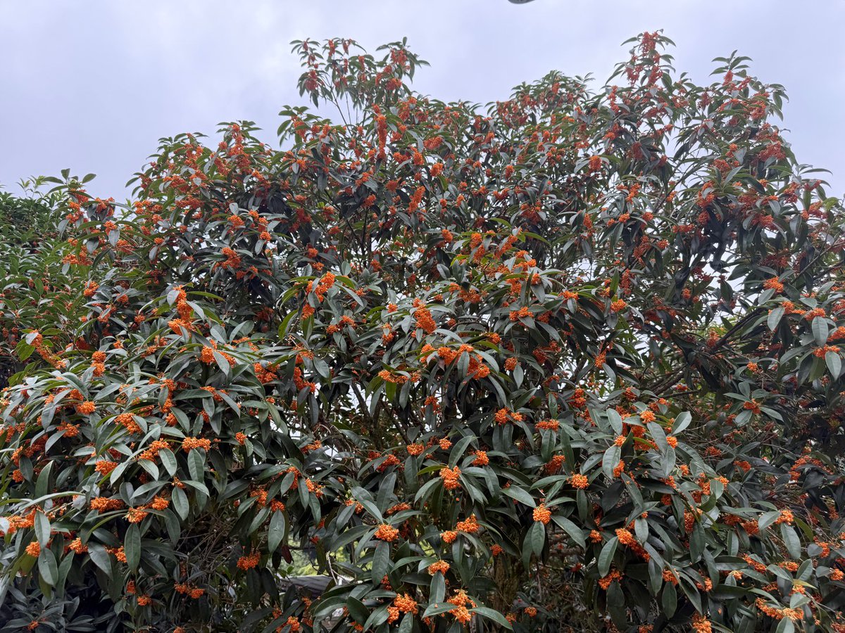 PrudenceJeapnv's tweet photo. The first autumn breeze is here, carrying the sweet scent of osmanthus. ， https://t.co/PMXKybSk8W
