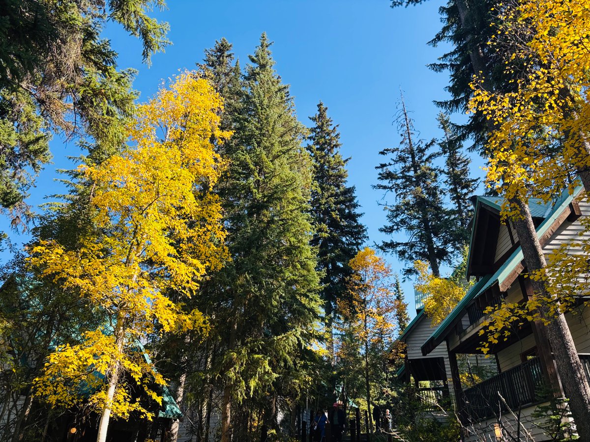 FoxLeung1989's tweet photo. エメラルド湖の水は、すごく素敵です。2
The color of Emerald Lake is great, too
#連休 
#旅行　
#カナダ好き
#旅行好きな人と繋がりたい https://t.co/TSEy3lA7TH