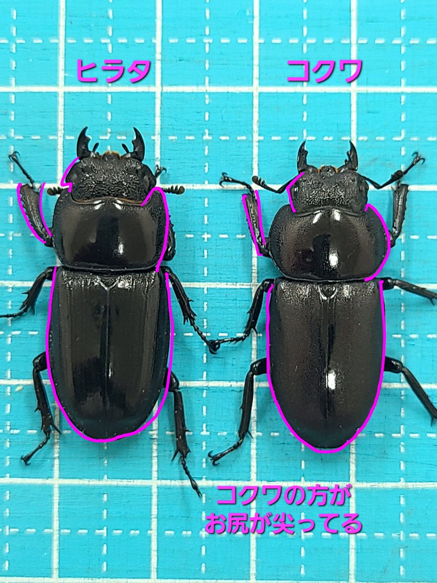 noriG1919's tweet photo. ヒラタとコクワの♀の違い

良くDMで何の♀かと問い合わせが来る
この2種は似てるけど違いってたくさんある

ヒラタの方が幅も厚みもツヤもあってちょっとゴツい💦

慣れると木の上の方にいてもパッと見ですぐにわかるよね😄 https://t.co/1CbnBMTzE6
