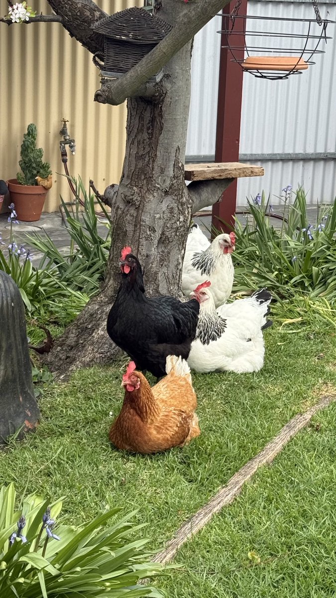 mitzyelliott's tweet photo. This one is for @wapple15
๐๐๐งก๐ค๐ค
#chickenreport
#dailychickens https://t.co/ABs1QI0IL6