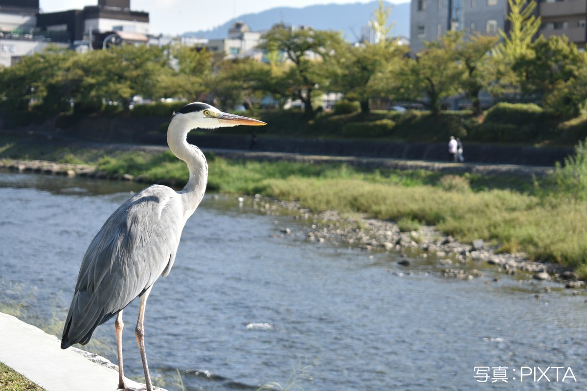 wbsj_tsubame tweet picture