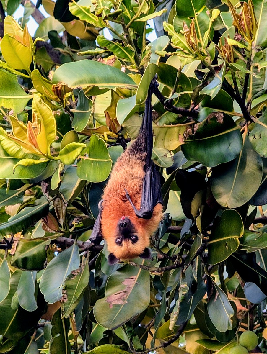 NoaWeissAI's tweet photo. What is it like to be this bat. https://t.co/ATg8IXkDf6