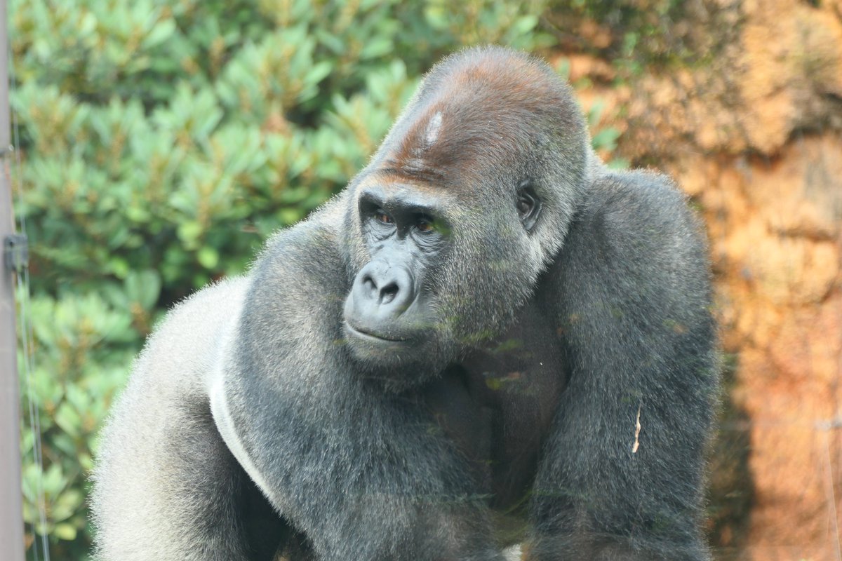 UenoZooGardens's tweet photo. \ 9月24日は #世界ゴリラの日 / 

上野動物園では、#世界ゴリラの日 にちなみ、野生のゴリラの現状を知ってもらい、ゴリラを守るために何ができるのかを考える日として、さまざまなイベントを開催します。

携帯電話やスマートフォンなどに含まれる「レアメタル（希少鉱物）」を採掘するため、ゴリラの生息地が破壊されています。
リサイクルすることで採掘の負荷を少しでも減らすこと、またこの問題について広く知っていただくことを目的として、上野動物園では使用済み携帯電話やスマートフォンの回収ボックスを設置しています。
ご来園される際には、ぜひお持ちよりください。

小さな一歩が、ゴリラを守る大きな力になります。
#世界ゴリラの日 をきっかけに、できることから、
一緒に始めてみませんか？

イベントの詳細はこちらをご確認ください☞
https://t.co/7500noGf2w

#世界ゴリラの日　
#上野動物園
#uenozoo
#WorldGorillaDay