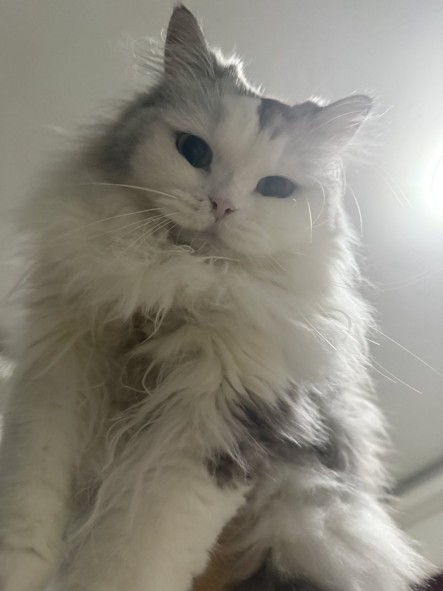 Kun6ck's tweet photo. 想把它猫剔了，第一次剃毛需要注意什么？它会不会应激抓死我？ https://t.co/BYWaOnwp88