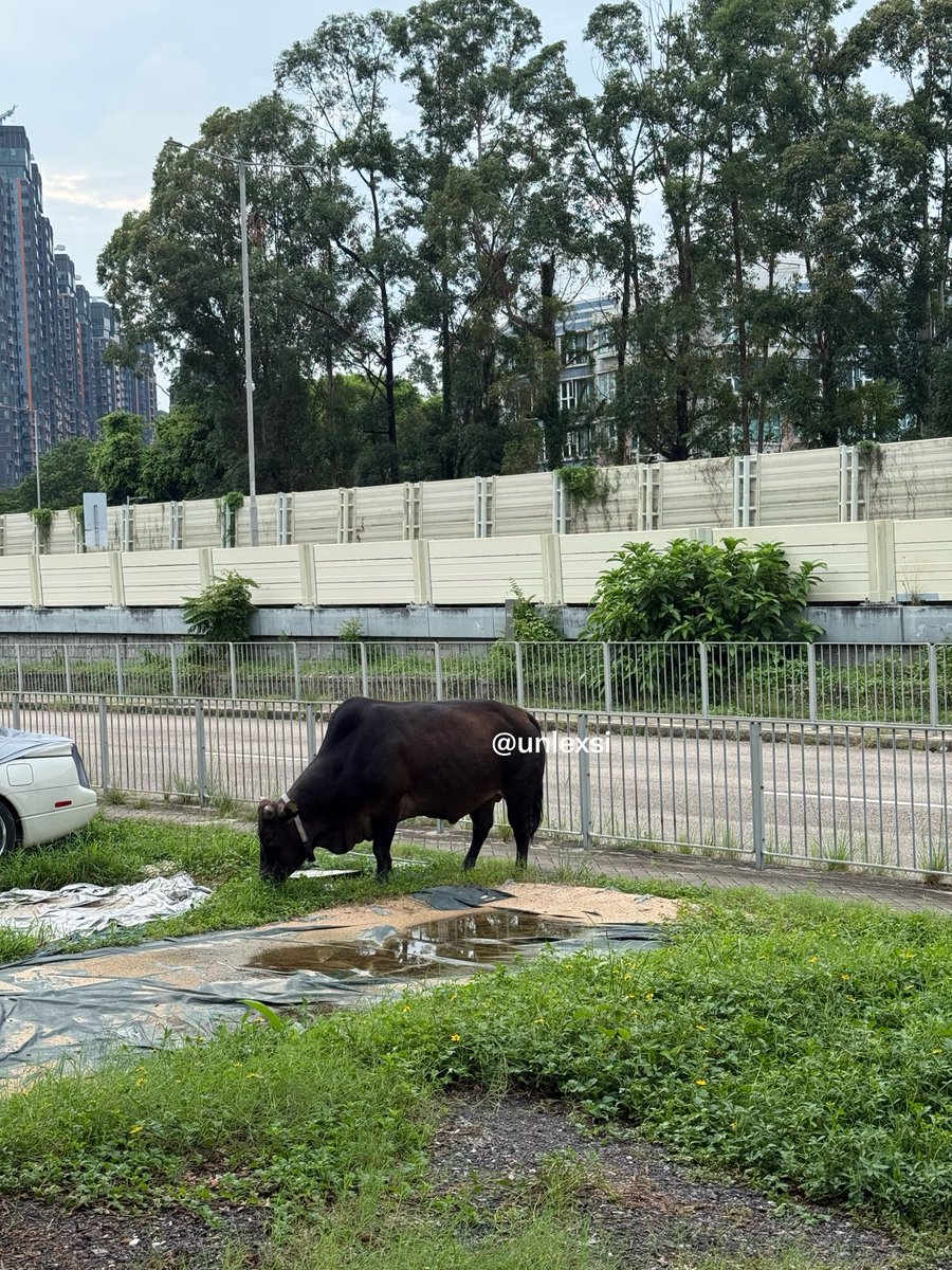 unlexsi's tweet photo. Sapi sebesar harapan bundaaa.. 😭😭😭🐂💨 https://t.co/o0KmZslWR5