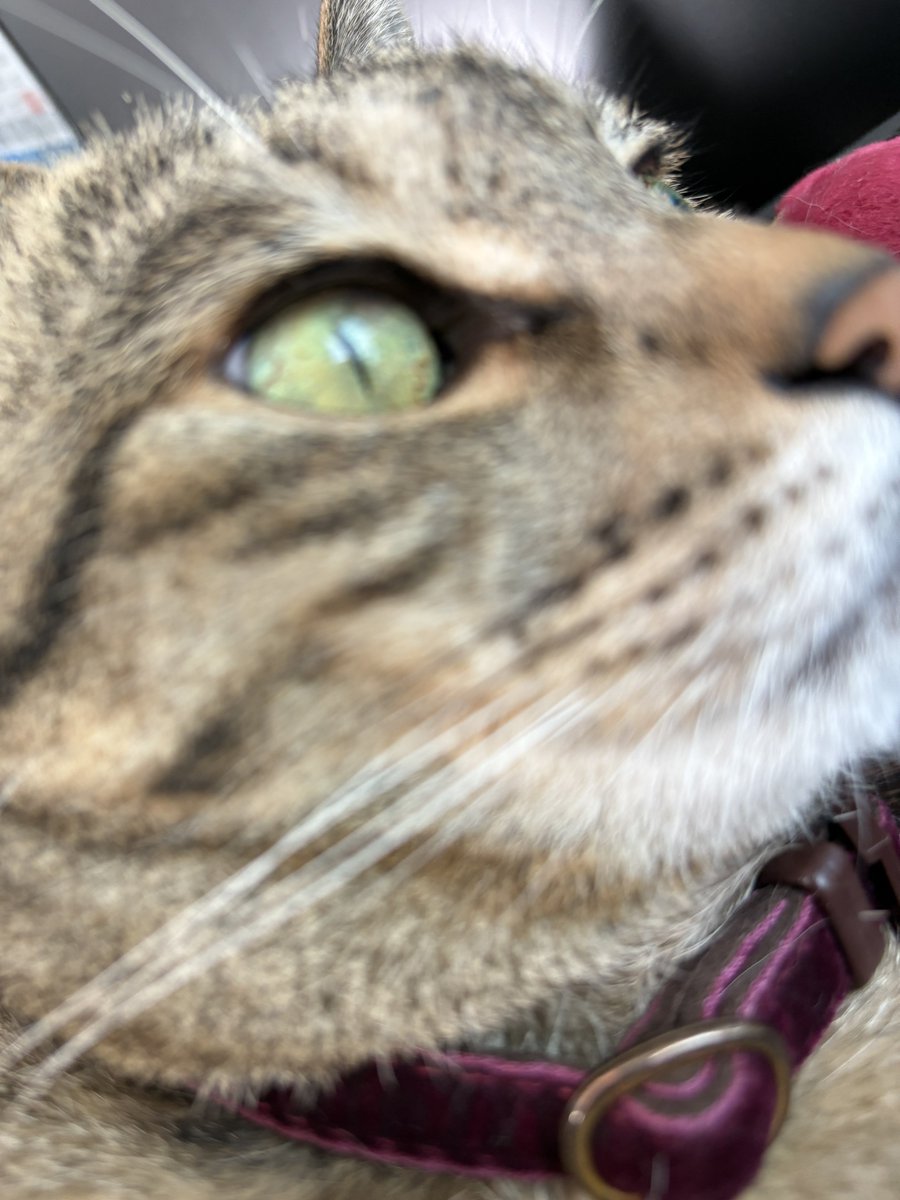 k_makari's tweet photo. 寄り道の猫様 https://t.co/n9UMd9KXkF