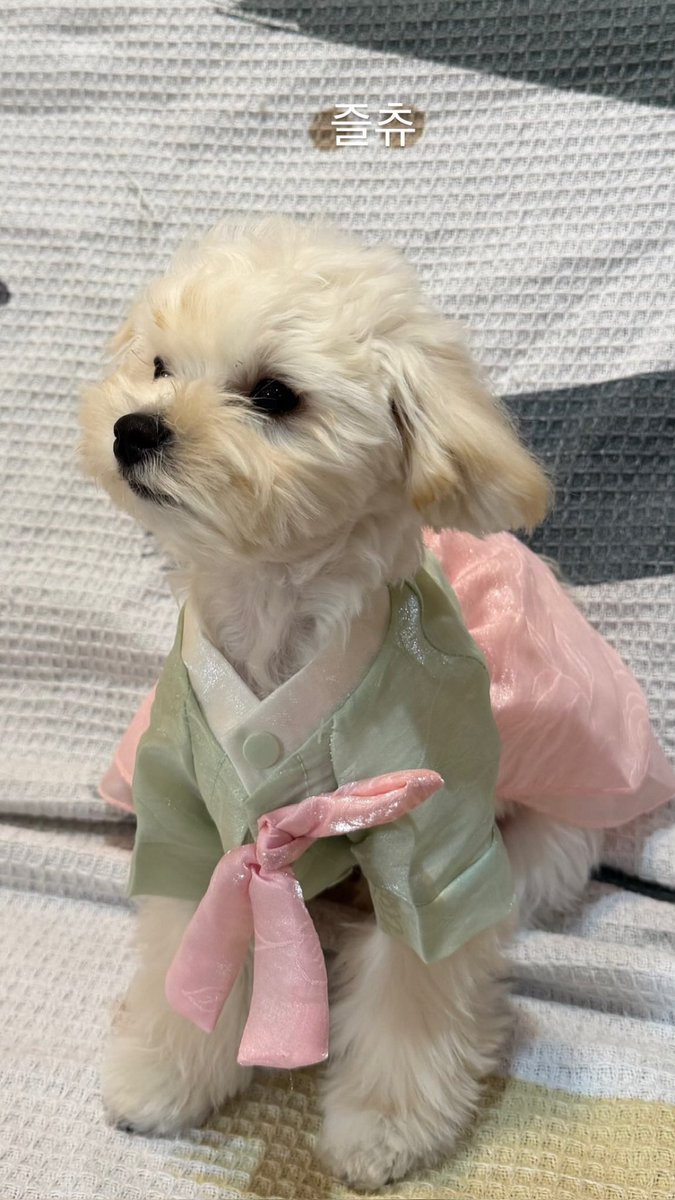 WINTER_THAILAND's tweet photo. เจ้าหงิงของยาย แต่งชุดรับเทศกาลชูซอก น่ารักแฮงงงง 🐶🎀 https://t.co/PFDk0X8txb