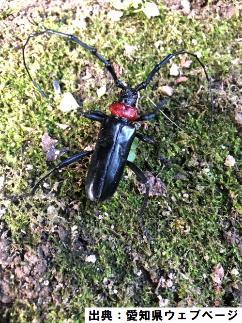 koho_toyohashi's tweet photo. ◤◢◤◢◤◢◤◢◤◢◤◢◤◢◤◢
特定外来生物
クビアカツヤカミキリを見かけたら
ご連絡ください☎️⚠️
◤◢◤◢◤◢◤◢◤◢◤◢◤◢◤◢

クビアカツヤカミキリは、体長2～4cm、全身が光沢のある黒色、胸の一部が赤色をした外来種のカミキリムシです。

サクラ、ウメ、スモモなどの樹木の内部を食い荒らし、枯死させる可能性があります。

豊橋市内の樹木から大量の細長いフラス(木くず、糞の混合物)が出ている状況や、成虫を発見したら、
豊橋市環境保全課（☎️51-2394）までご連絡ください。

🔽クビアカツヤカミキリかも？と思ったら
✔️発見日時・発見場所・発見時の状況をご連絡ください
✔️可能であれば写真を撮影してください
✔️死んでいる個体であってもご連絡ください
✔️捕獲して持ち運ばないでください