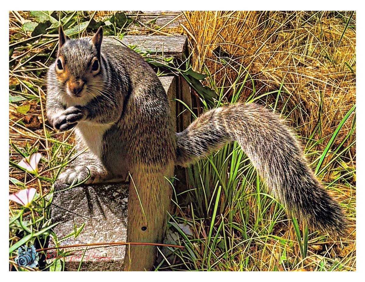 photography_m_f's tweet photo. Grey Squirrel, Halesowen, UK 🏴󠁧󠁢󠁥󠁮󠁧󠁿

#GreySquirrel

#Halesowen

#Photography https://t.co/0McH4KoQJJ