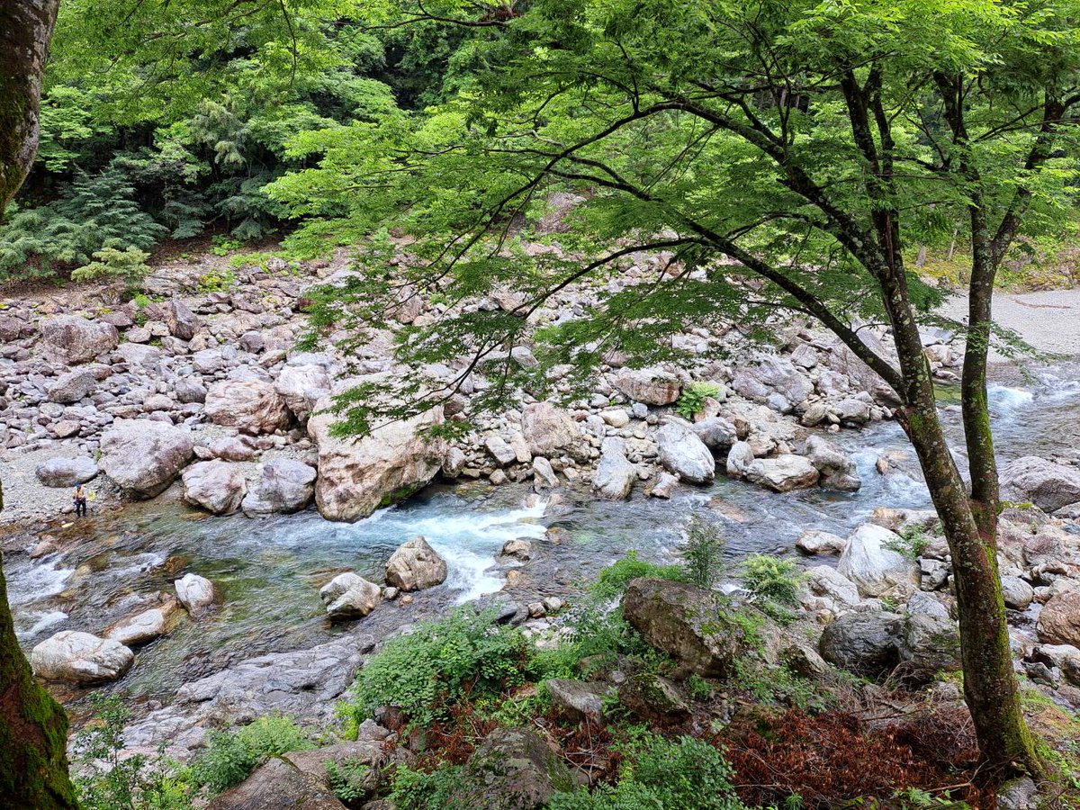 odai_mie's tweet photo. 【鮎料理】清流茶屋2026年シーズンは9月30日（水）までの営業【三重県大台町】
https://t.co/mADI4wdYg0

宮川上流漁業協同組合直営の鮎料理専門店「清流茶屋」は、6月1日～9月末日までの夏季限定営業。
今年は9月30日（水）までの営業です。

ぜひ、大台町清流宮川で鮎料理をお楽しみ下さい🐟✨

#鮎 https://t.co/d4UXdIKV3G