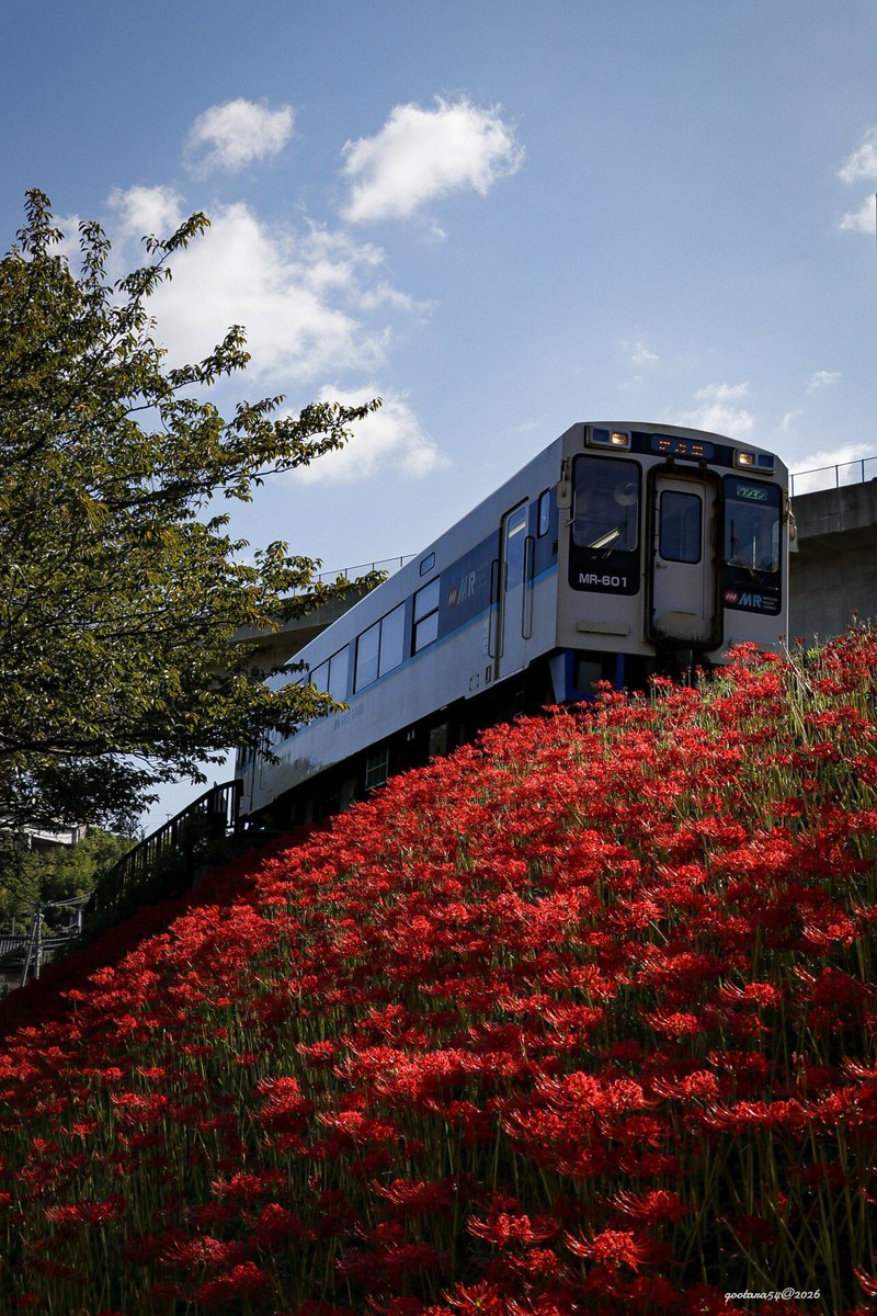 Remaaan54's tweet photo. 彼岸花と松浦鉄道 https://t.co/wCHKf2Krhj