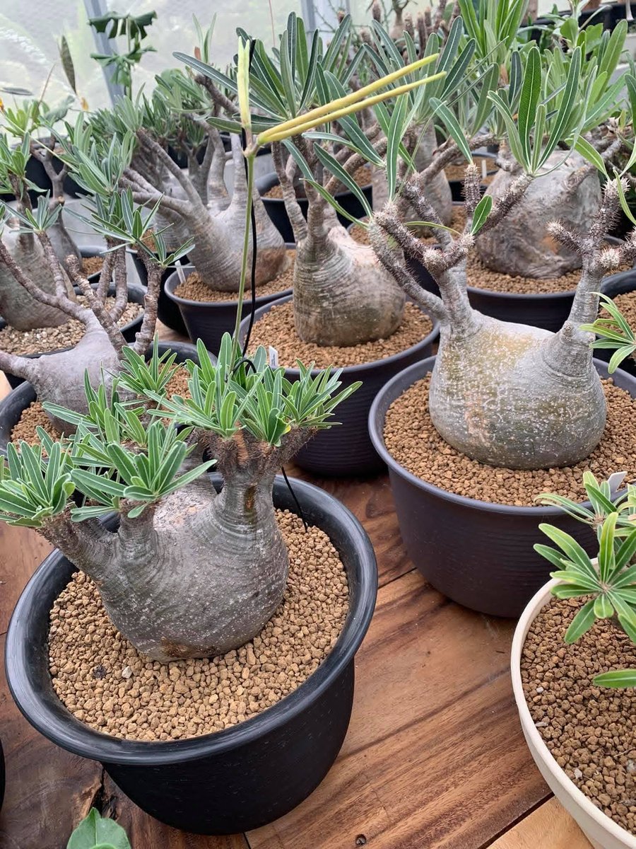 varuthseed's tweet photo. Pachypodium gracilius https://t.co/aTB7iCPIDl