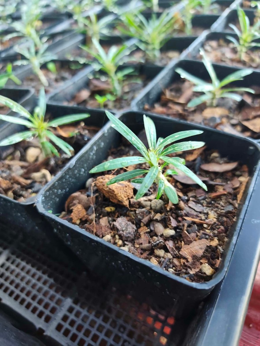 varuthseed's tweet photo. Pachypodium gracilius https://t.co/aTB7iCPIDl