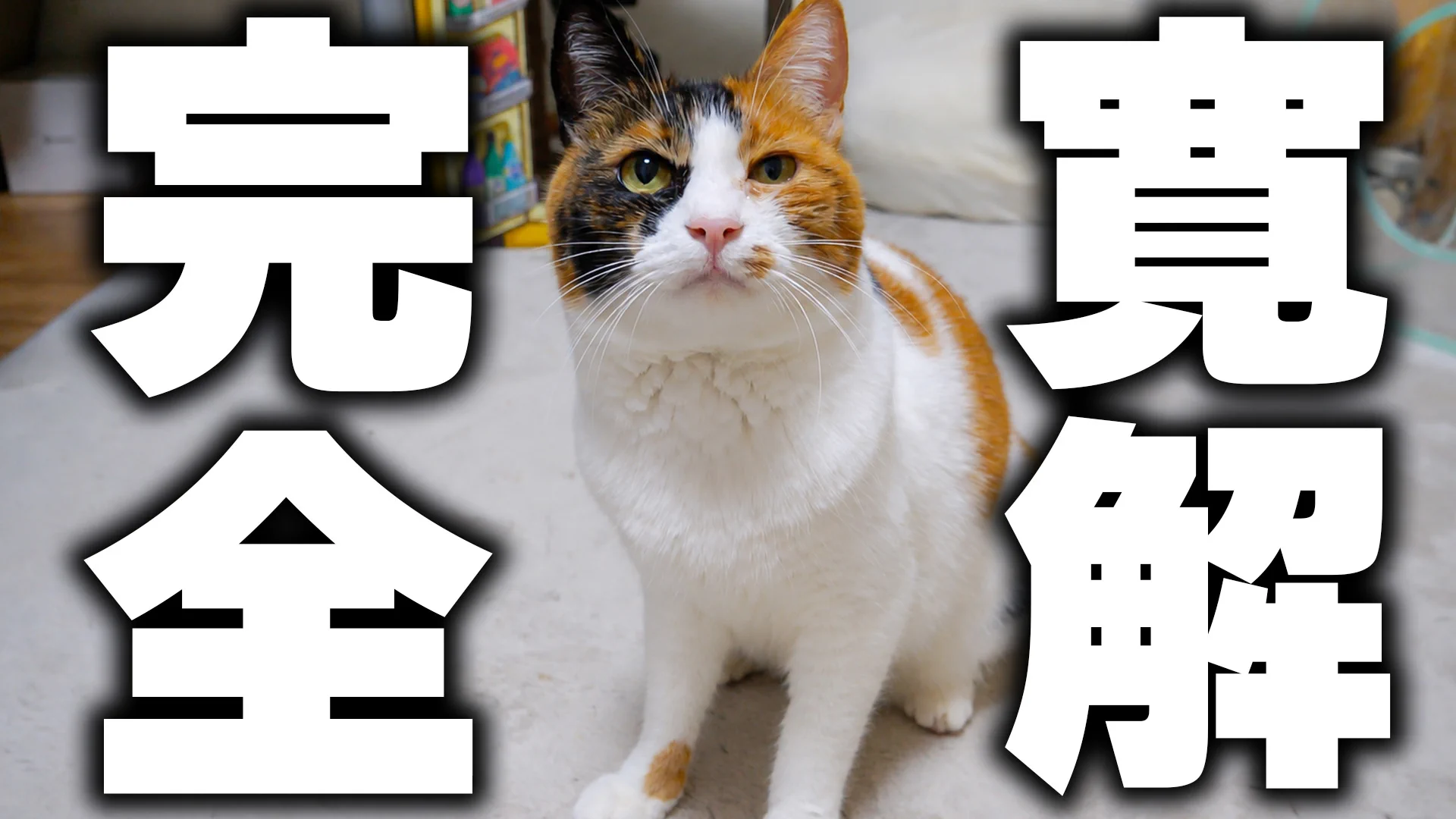 あつし》@猫と暮らしています auf X: „【ご報告】ベルちゃんの癌、寛解