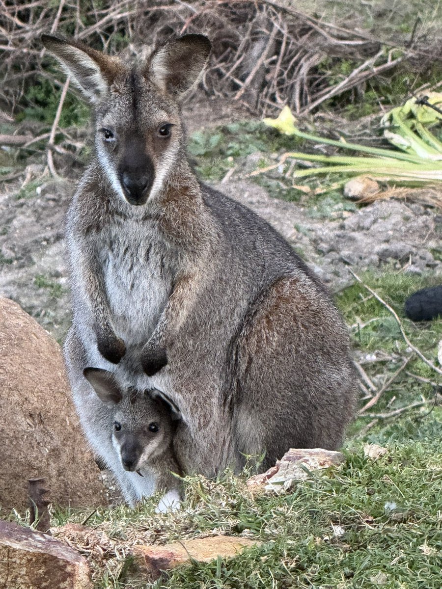 Joy88547253's tweet photo. @elle_aussie @MLoParis A visitor to my place https://t.co/G9OjZqftOe