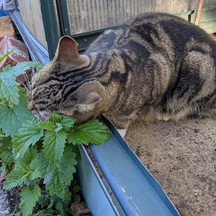 AllotmentCat's tweet photo. (Amanda)
I found this plant growing on Janet's plot yesterday.
Betty thinks it's a CatNip plant.
Colin didn't plant it, it grew all by itself.
Betty thinks the wind blew the seeds onto the plot and they just grew where they landed.
I nibbled it and rubbed my face in it. It was lovely!
I wonder if Janet knows it is there?
I'll show her today.
She will have a lovely surprise.