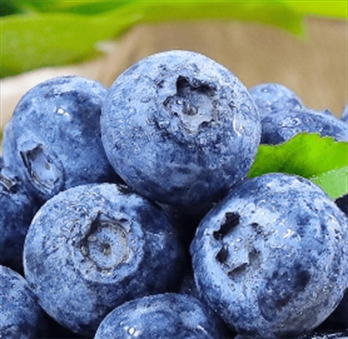 hendraAnang2's tweet photo. [Taste test win! This fresh seasonal wild blueberry has intense, natural sweetness with zero aftertaste—perfect for oatmeal or yogurt bowls. Must-stock for your pantry!]， https://t.co/dBuopv9cLz