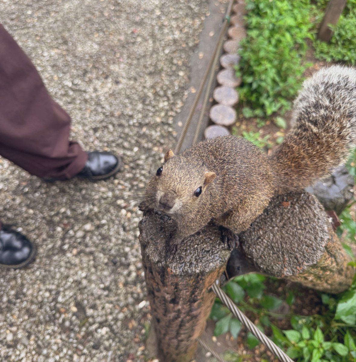 panpanda_maruru's tweet photo. すごく可愛いのだけれども傷だらけにされる覚悟が必要
#町田リス園 https://t.co/NyHfE79uCm