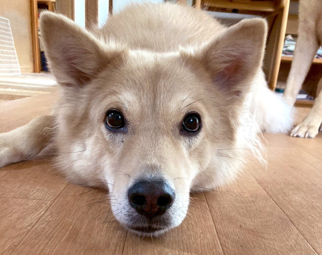tochigisatooya's tweet photo. 【犬の #里親募集 】「姉御肌のキャンベルちゃん」#東京都 #大田区 - 犬の里親募集(540105) https://t.co/Z2GIGB8kDu #保護犬 #保護犬を家族に #雑種犬 #中型犬 #中型雑種犬 #犬 #栃木県 https://t.co/vb6R9CWuZQ