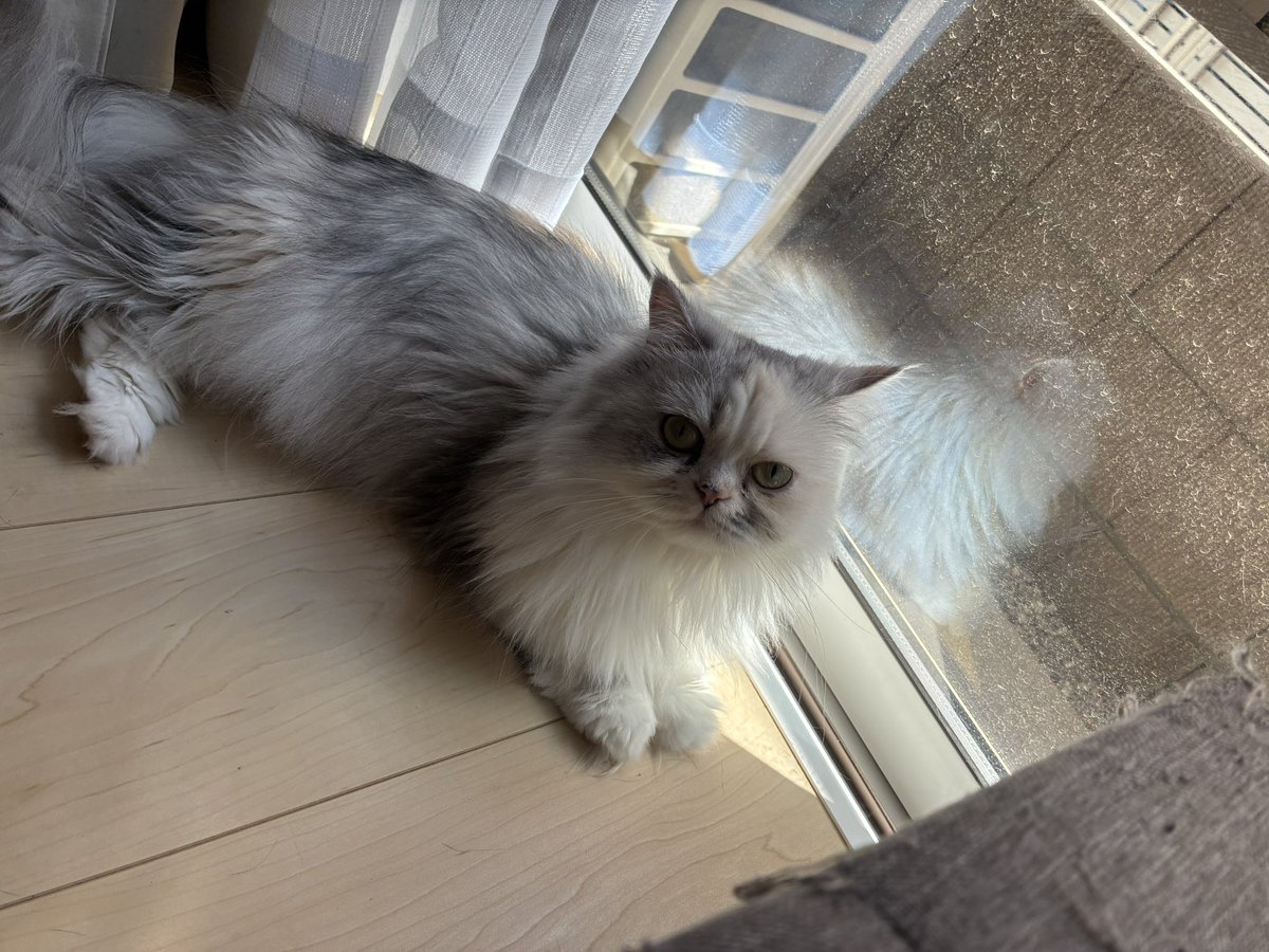 cat1121cat's tweet photo. もう少し日が欲しいにゃ☀️ https://t.co/4ucfWmPVVV