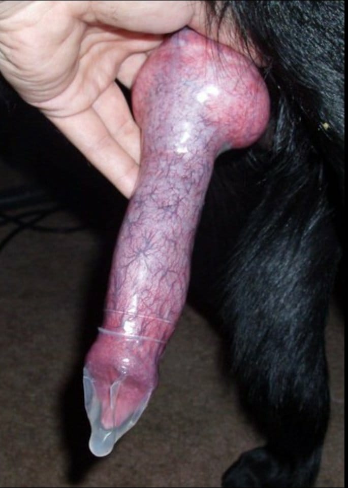 goodzookkq's tweet photo. Full knot, full stretch, full breed 💦
Look at that swollen bulb pulsing, sealing every drop right where it belongs 
No pulling out in action.  Ask for my knutty menu on telegram! https://t.co/CpRfhY3w0b