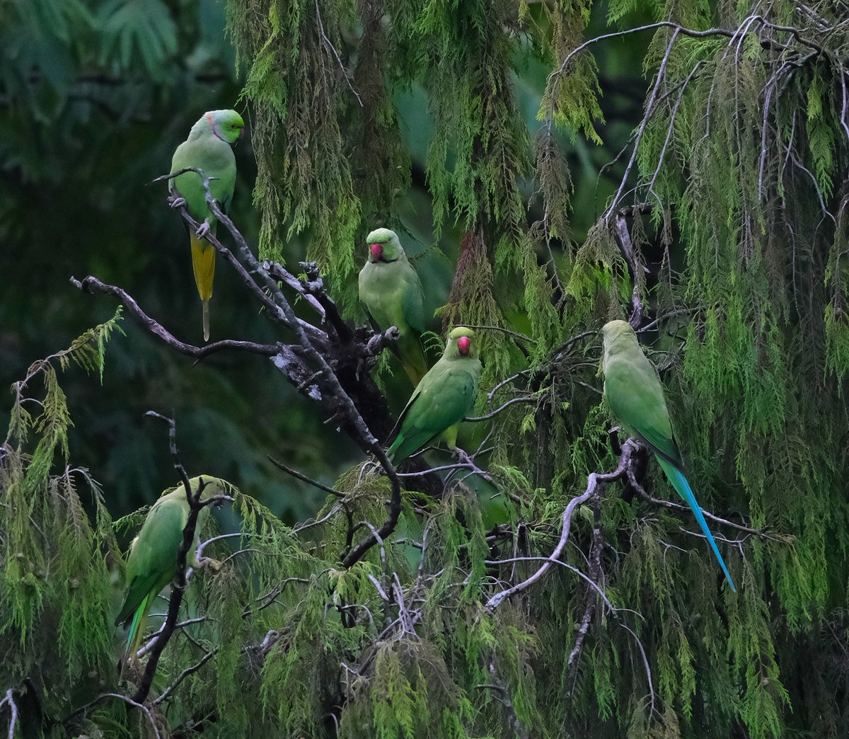 navsri6619's tweet photo. @indiainnepal not just hosts diplomats but also a large number of birds given its green cover. Many are permanent residents unlike diplomats who are birds of passage. I had the good fortune of living with them. This series introduces some of them. Permanent avian residents @indiainnepal include Rose Ringed Parakeet (कण्ठे सुगा), whose numbers are more than 200. Every morning they move in flocks towards शिवपुरी नागार्जुन राष्ट्रिय निकुञ्ज and every evening at sunset they come back flying by as aircrafts in flypast!
@birdlifenepal @nepaltourismb @Team_eBird