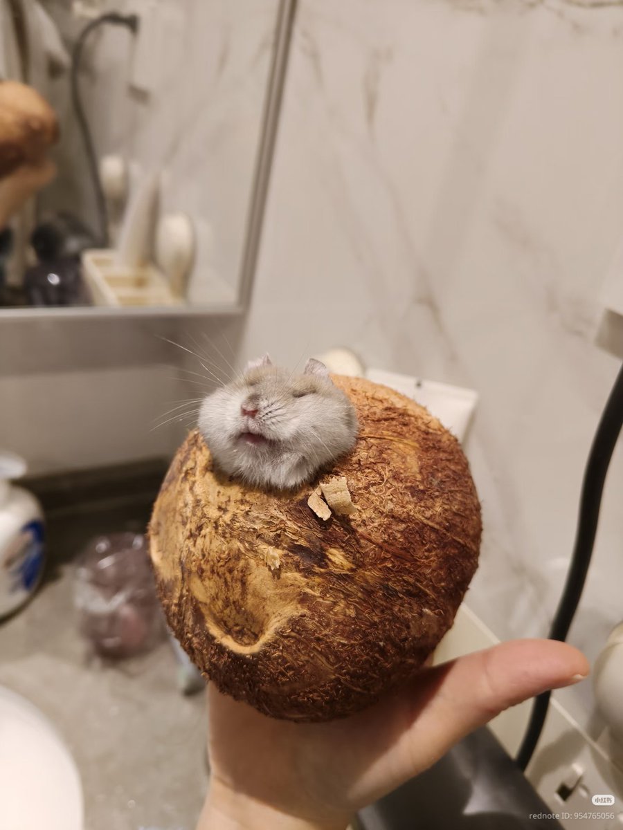 TweetsOfHamster's tweet photo. 🥥 https://t.co/L0zqGn27Do