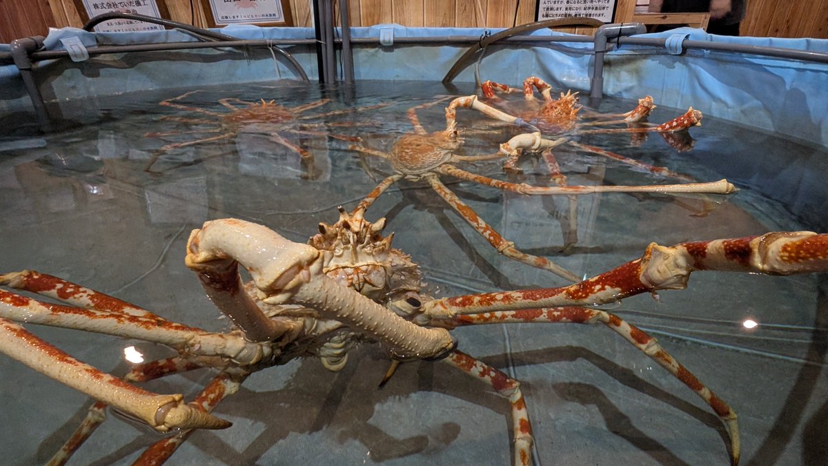chiru_r0's tweet photo. すさみ町立エビとカニの水族館にきた

たぶん一生分のエビとカニがいる https://t.co/98jPJB8ErP