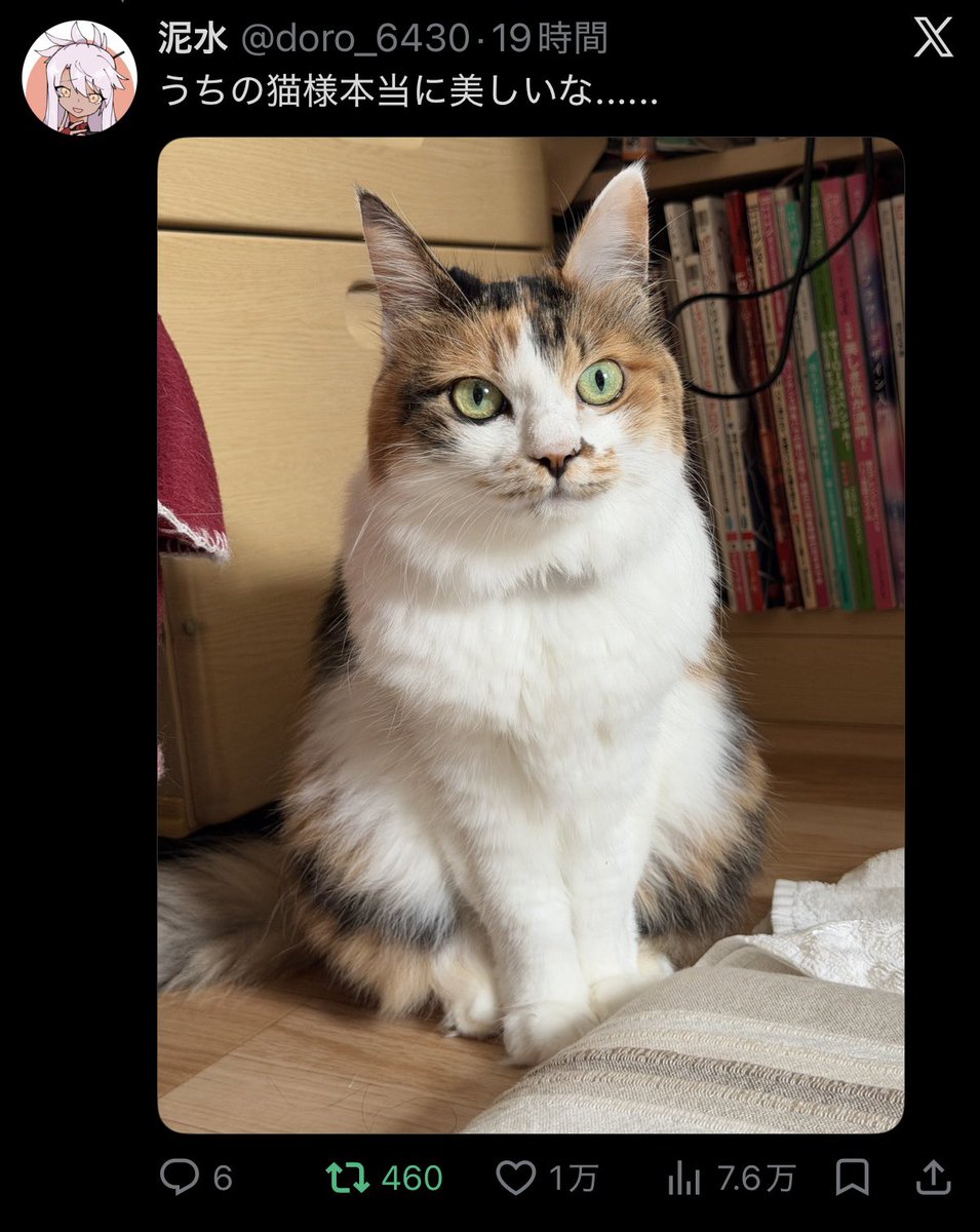 doro_6430's tweet photo. うちの猫様が1万回いいねされたねこになった https://t.co/KDXHXkuqql
