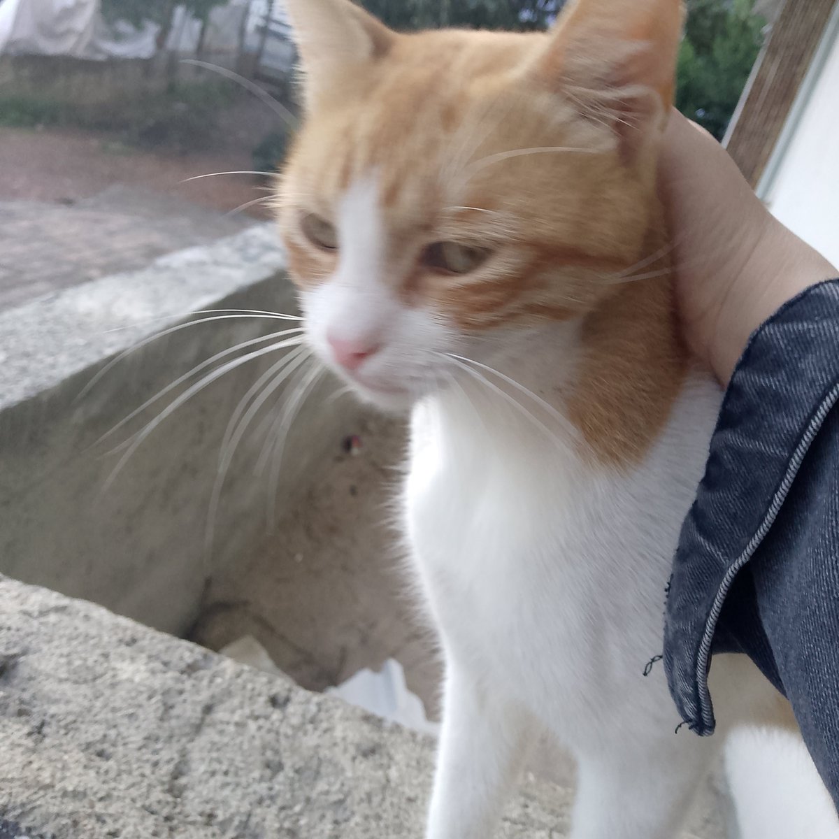 cigdemozr511's tweet photo. Günaydın pisicikk😻 https://t.co/28KrvVZNyd