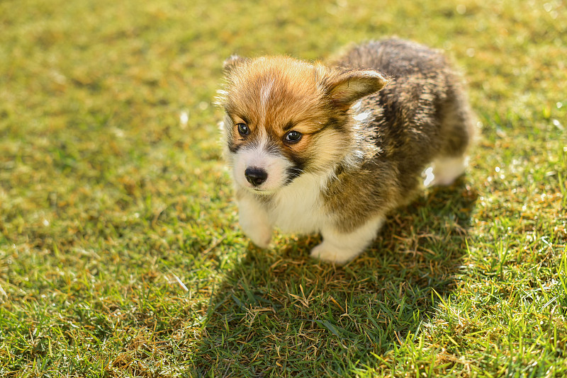 EmoryBretobe's tweet photo. My little fluffy pup just hit his 6-month milestone! Chasing butterflies used to be wobbly—now he’s zooming like a tiny tornado. Every messy snuggle and silly tumble’s my favorite part of this furry adventure https://t.co/DA4Nljcmtf