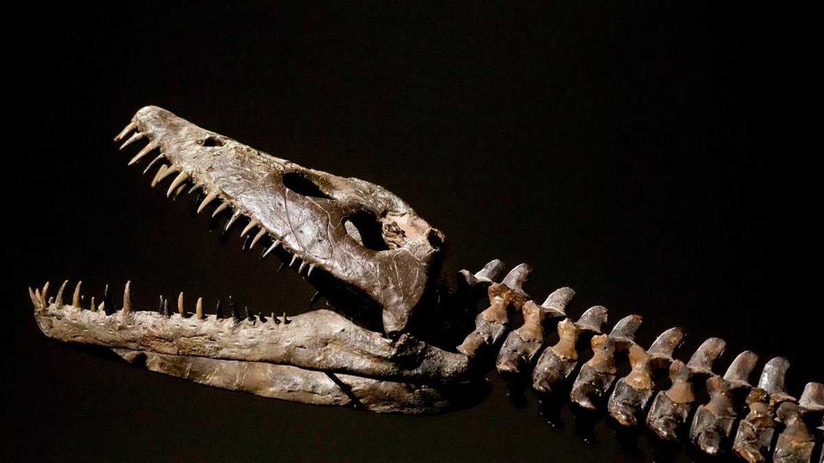 ViralPressLive's tweet photo. Fossilized vomit reveals a secret of plesiosaur digestion.

A new study suggests the marine reptiles regurgitated indigestible shells near river deltas — much like some modern marine predators. 🌊 https://t.co/UKJcD2cQTc