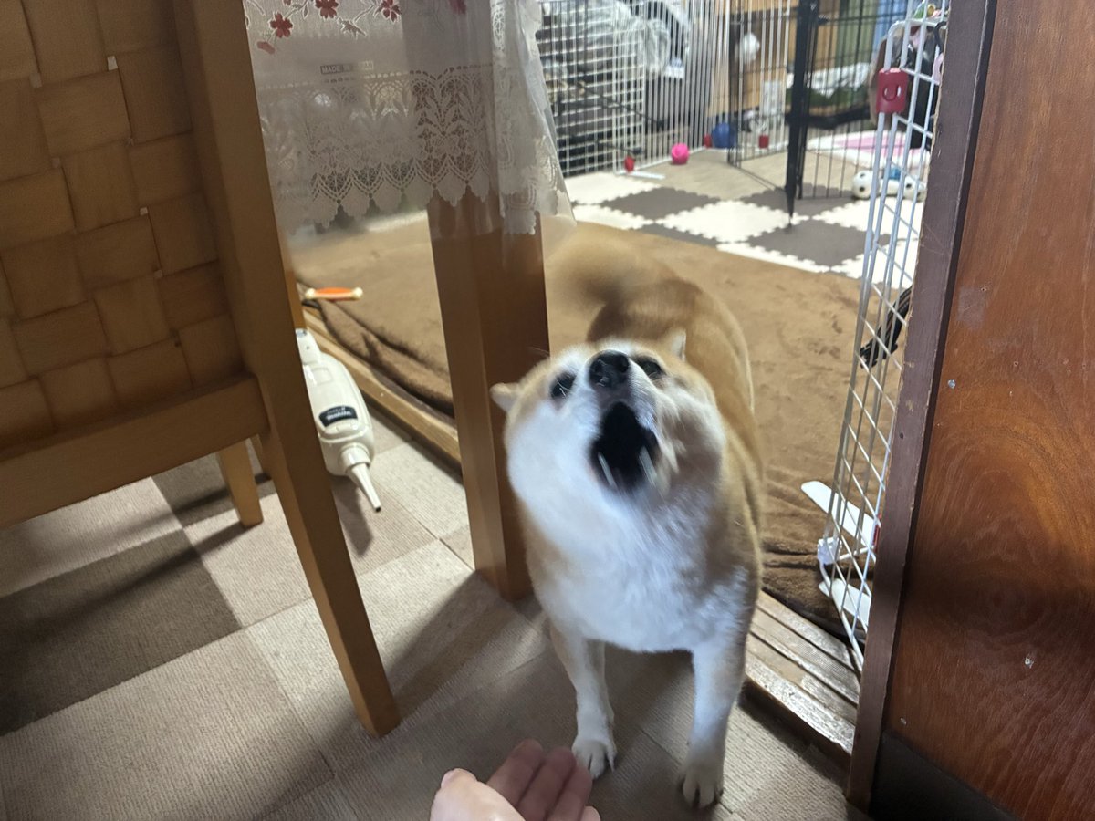 lilick6834's tweet photo. 【生存報告】帰省2年ぶりのむぐたを不審者認定して威嚇するイヌ https://t.co/vfiPJLQ0cC