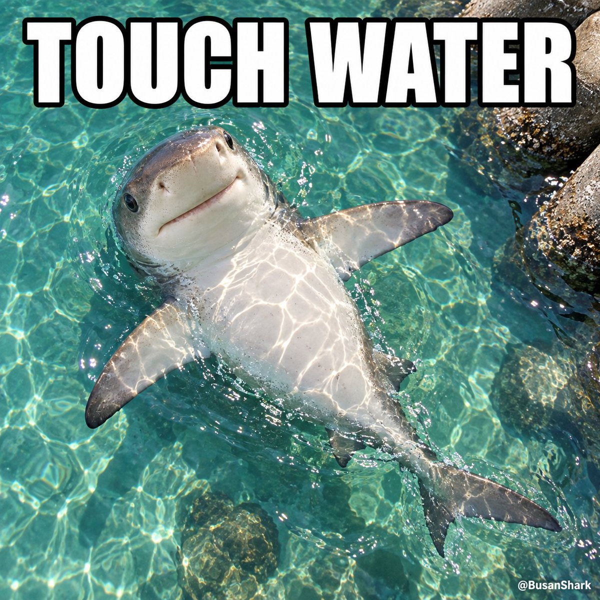 BusanShark's tweet photo. @Decentralpapi gm. Fastest swimmer? Let's race 🦈 https://t.co/OsCeWqZVeD