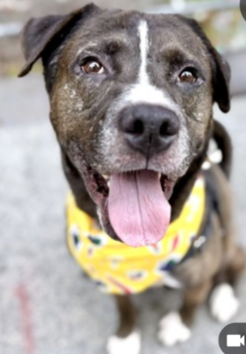 anja_brckner3's tweet photo. It's #WillDay at #DogOfTheDay โจ
This #charming gentleman full of #enthusiasm has been waiting far too long at #NYCACC #Manhattan - Will you be the one for himโ
Will you be able to give him a #SoloPet home โ
#foster #adopt
#Apply today โฌ๏ธ
https://t.co/xUr6hRv8FP https://t.co/nKgAZaZGkD