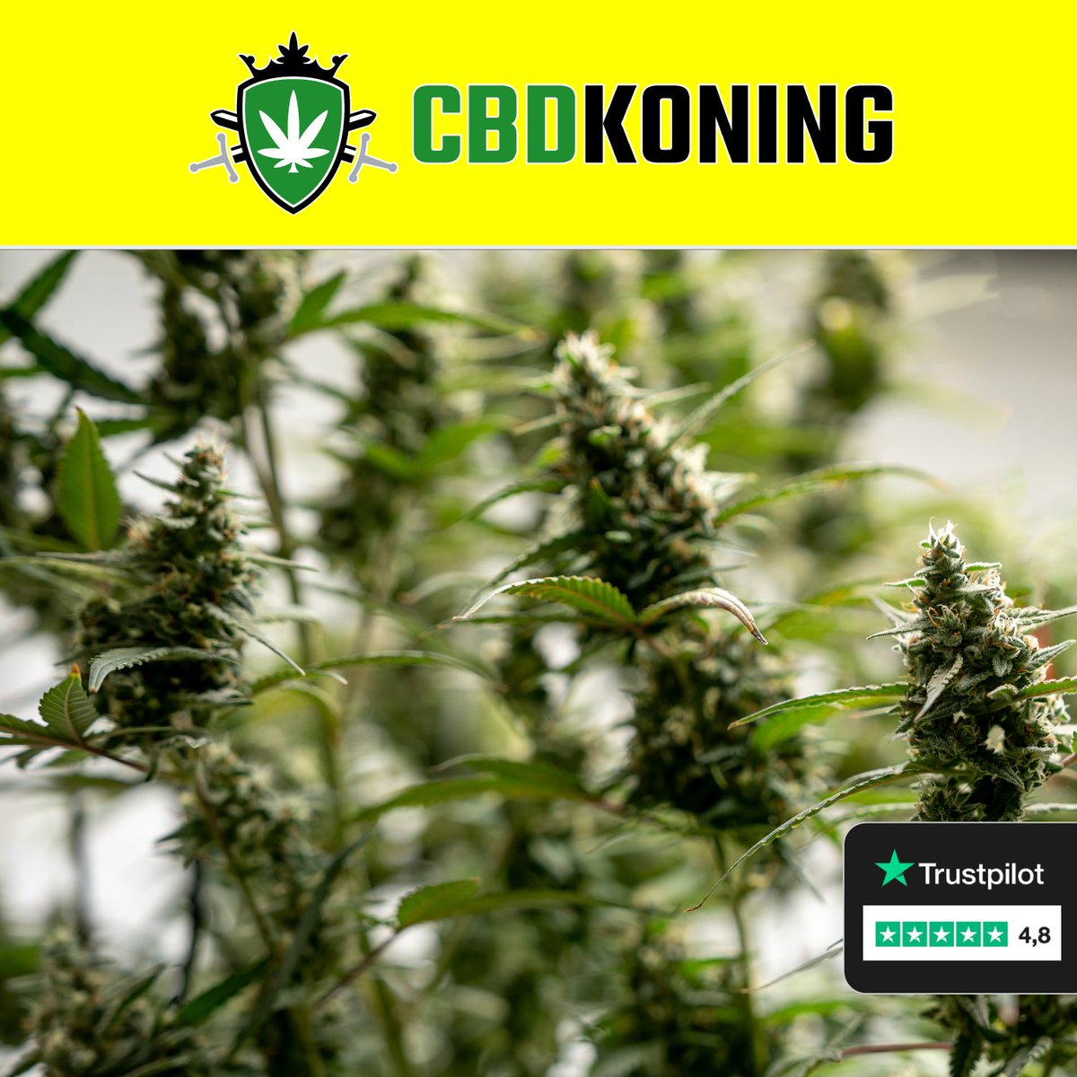 CBDkopen's tweet photo. Meer dan 1.000-en klanten gingen je al voor!

Vanaf € 0,99 per gram 🔚

https://t.co/O1yfqxlwnq

#cbd #cbdkopen #gaming #fable
#Brussel #Luik #Design https://t.co/14puRFRO9T