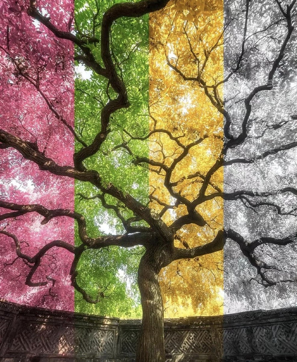 cozyycabin's tweet photo. Colourful tree🌲 https://t.co/s56tqnMDrc