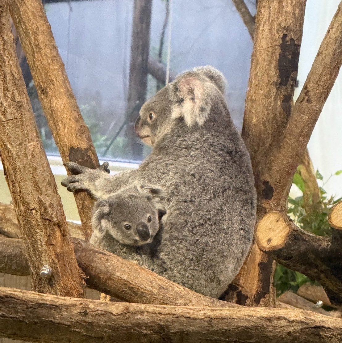 _jumeeeeeeya_'s tweet photo. 昨日のキクタロー可愛かったな🐨🍼
雨の動物園もなかなか良かった〜 https://t.co/3Mn7PHpbbl