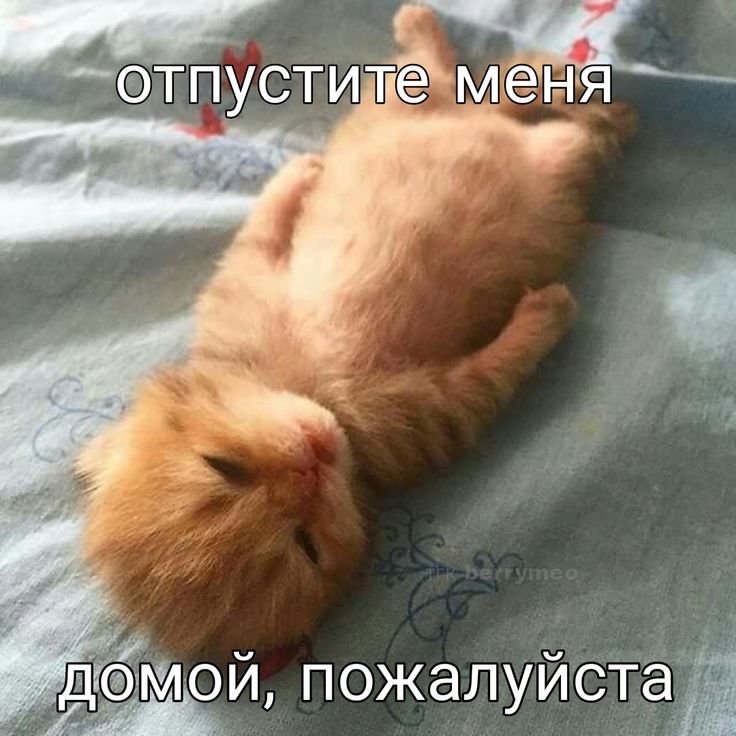 vk6ujd's tweet photo. Я хочу спать https://t.co/lt2PpPyEpe