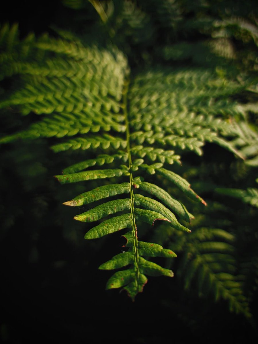HenryNguyeko's tweet photo. Gotta appreciate the little details in nature like this fern

#fern https://t.co/DlwA0xy8Fp