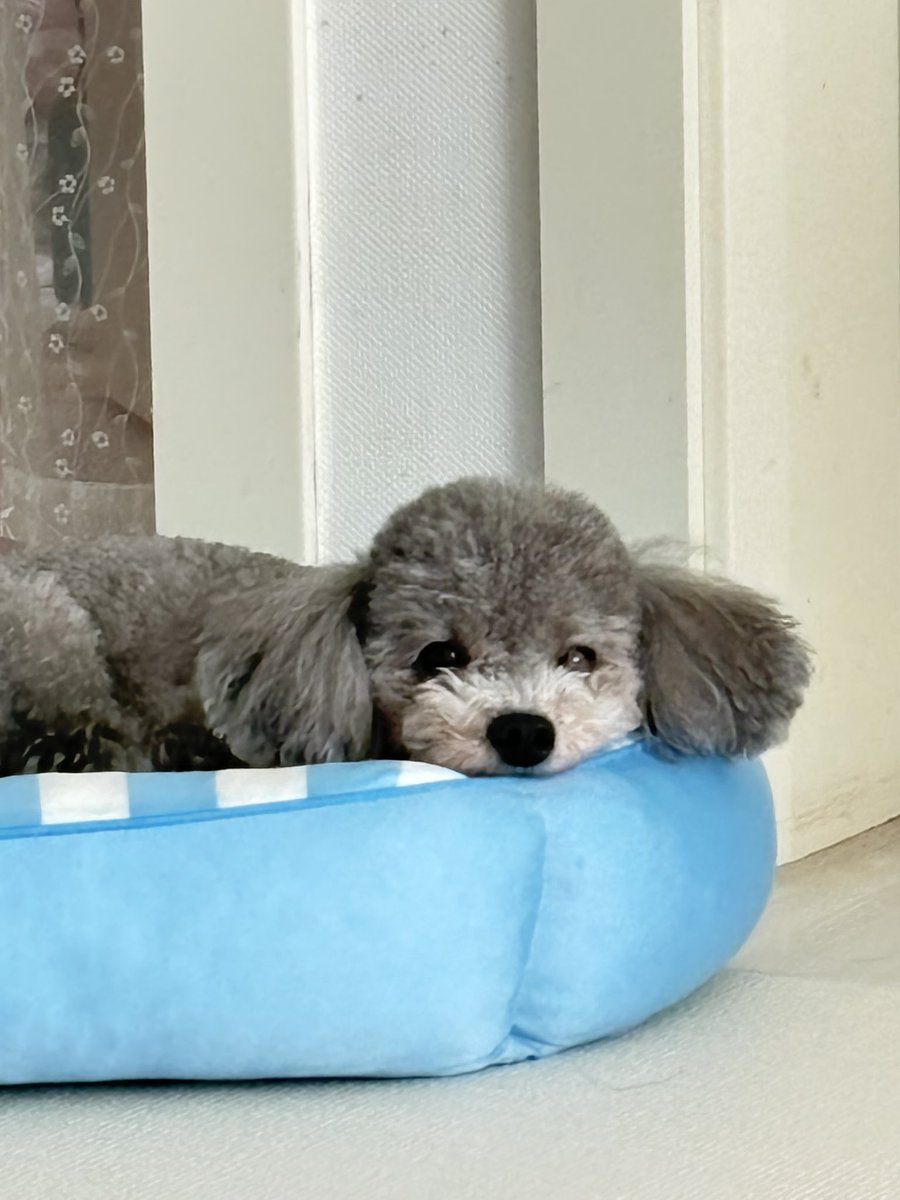 H7neth's tweet photo. #맘찍한트친추석잘보내안한트친도잘보내 
추석 기념 울집 가나디 자랑하기 https://t.co/VYqLIOvjNT
