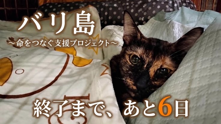 nQB2jmNzDJ4220's tweet photo. 🆘 あと、570,000円
　達成しないと支援が届きません
　9月30日（水）23:00まで
　残り6日達成率83％
🆘 https://t.co/DVoBEIk5is
　バリ島🇮🇩
38匹の保護猫&amp;外猫たちの命を守る
日本人1人でお世話をしている方です🐈

#クラウドファンディング

⬇️📮を一度お読み下さい https://t.co/XpY77KtO5C