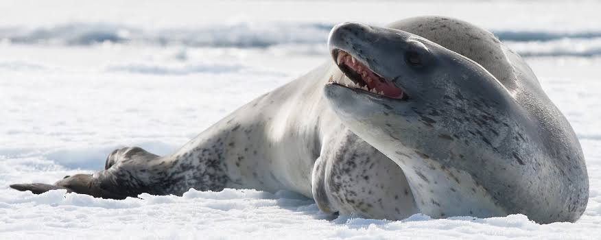 mostaza_sastrei's tweet photo. Genuinamente no entiendo cómo alguien puede ver a este bicho y decir "ay que fea foca no es como las bonitas de los memes que están watonsitas" AMIGO PARECE UNA PUTA CRUZA ENTRE UNA FOCA Y UN TIBURON QUIERO DECIR ES LO MAS PUTO DURO QUE HAY CÓMO VAS A DECIR QUE ESTÁ FEA https://t.co/NjPq5g87JJ