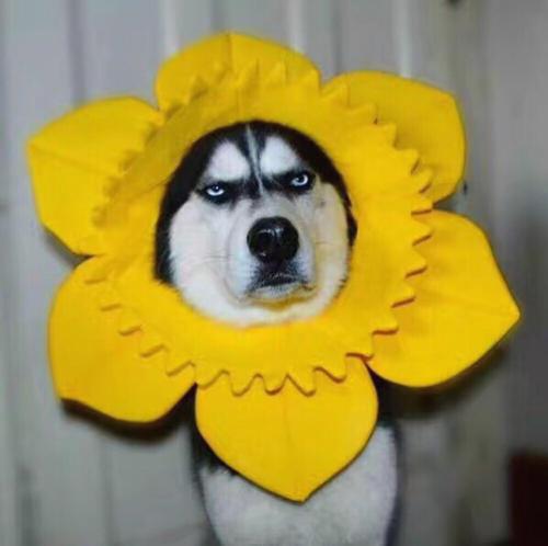 ArifUbeyd's tweet photo. 💐 🍀 🍁 👍 My dog s got more swagger than me https://t.co/Cx7rHG7zq7