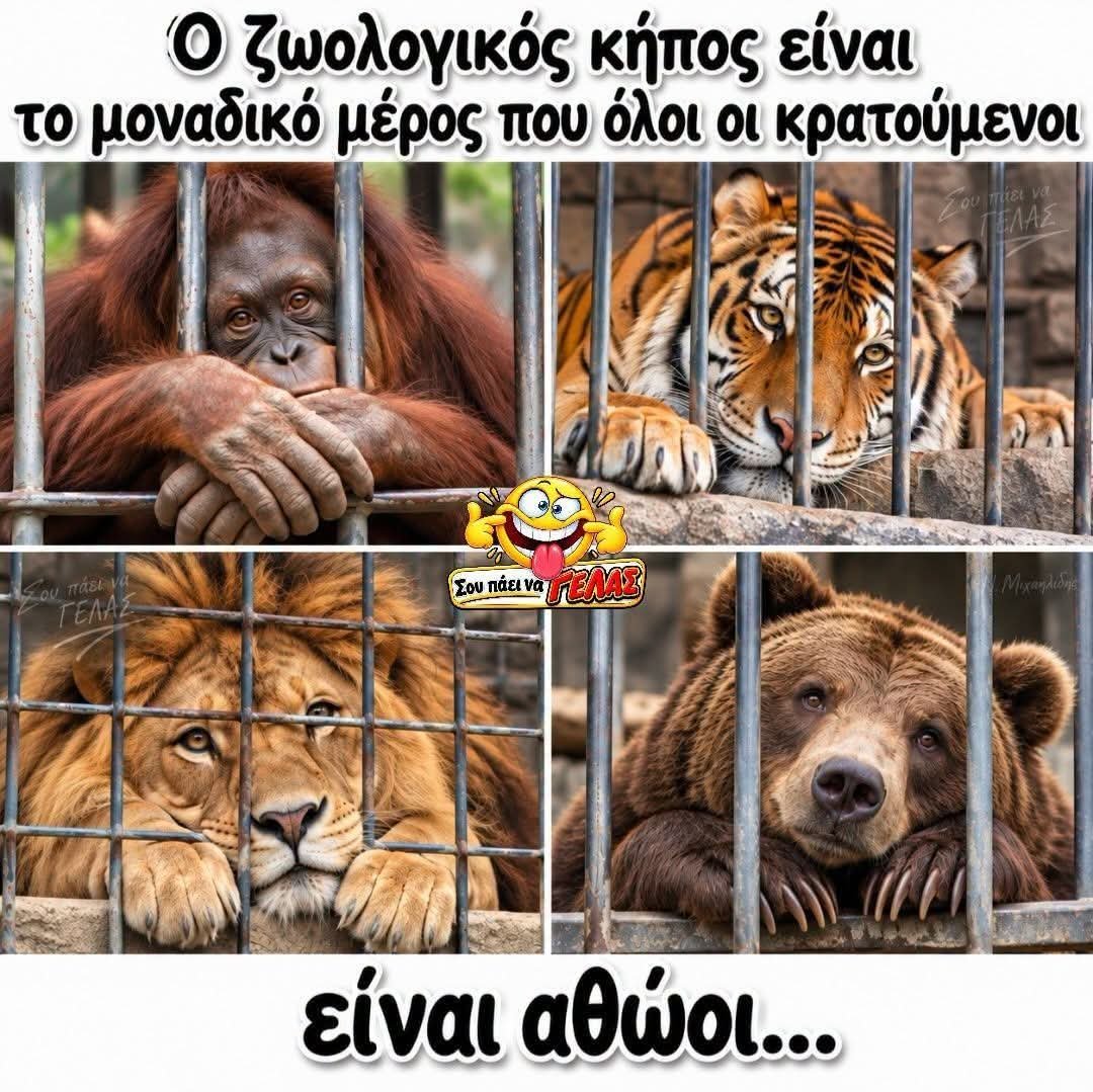 DEMAGRI7's tweet photo. ΟΧΙ στην αιχμαλωσία 🐵🐵🐒🐒🐺🐺🦊🦊🦝🦝🦁🦁🐯🐯🐆🐆��🫎🦌🦌🦓🦓🐗🐗🐫🐫🦒🦒🐘🐘🦣🦣🐿🐿🦫🦫🐻🐻🐨🐨🐻‍❄️🐻‍❄️🐼🐼🐧🐧🦅🦅🦜🦜🐬🐬🦭🦭🦥🦥❤️❤️❤️❤️❤️❤️❤️❤️❤️❤️❤️❤️❤️❤️❤️❤️❤️❤️❤️❤️❤️❤️❤️❤️❤️❤️❤️❤️❤️❤️❤️❤️❤️❤️ https://t.co/JknEAjhJ9G